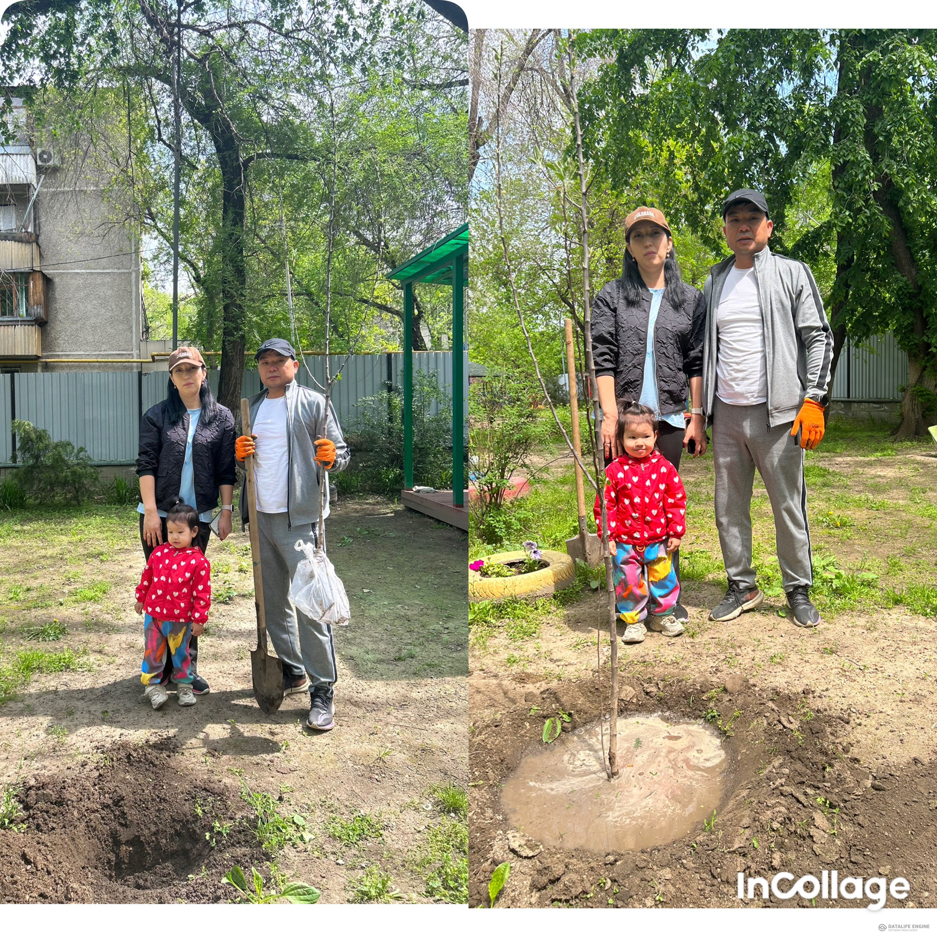 Балабақша ауласында отбасы ағашын отырғызу